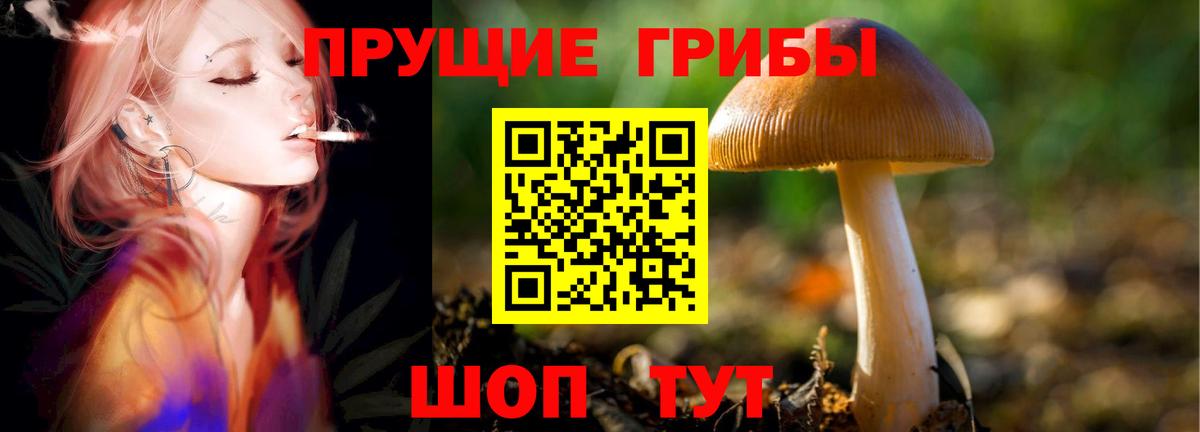 Псилоцибиновые грибы Psilocybe Ялуторовск